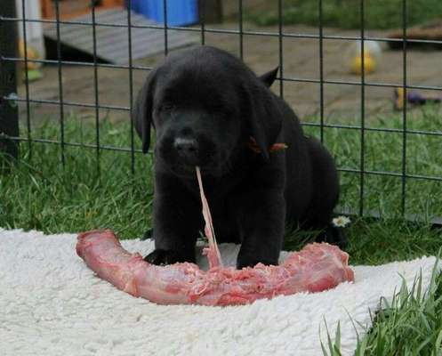 Welpen Bilder !-Beitrag-Bild