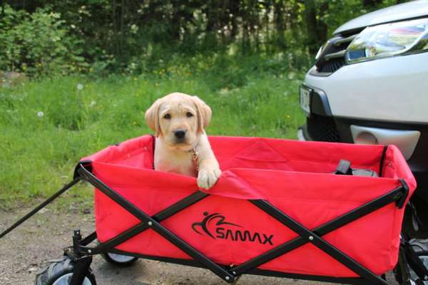 Labradorfans-Beitrag-Bild