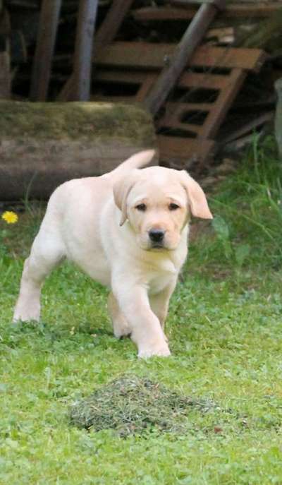 Labradorfans-Beitrag-Bild