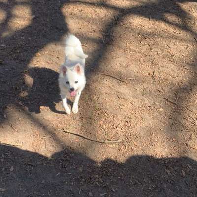 Hundetreffen-Hundebegegnung trainieren-Bild
