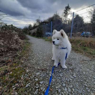 Hundetreffen-Treffen für Gassi oder gemeinsames Spielen-Bild