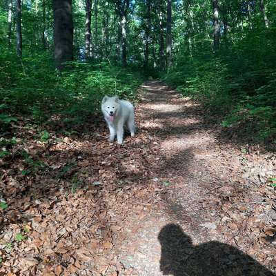 Hundetreffen-Treffen für Gassi oder gemeinsames Spielen-Bild