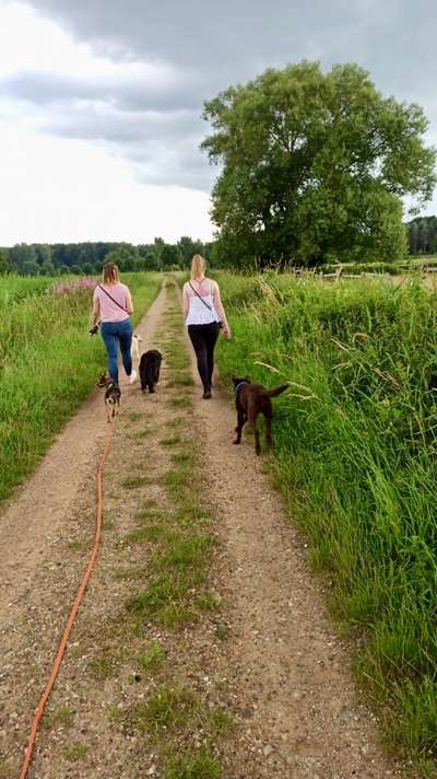 Hundetreffen-Gemeinsamer Spaziergang-Bild