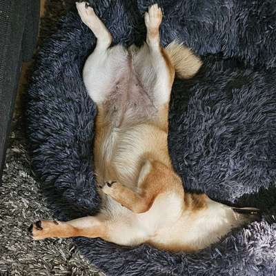 Hundetreffen-Hundefreunde für Shiba-Mädchen gesucht-Bild