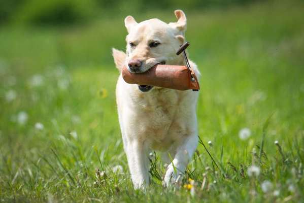 Hundetreffen-Dummytraining-Bild