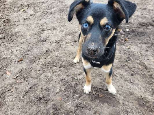 Hundetreffen-Freunde zum entspannten Zusammensein gesucht-Bild