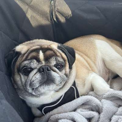 Hundetreffen-Mops-Freunde gesucht 🐾 – Spieltreffen für kleine Hunde-Bild