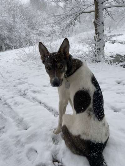 Auslandstierschutz-Beitrag-Bild