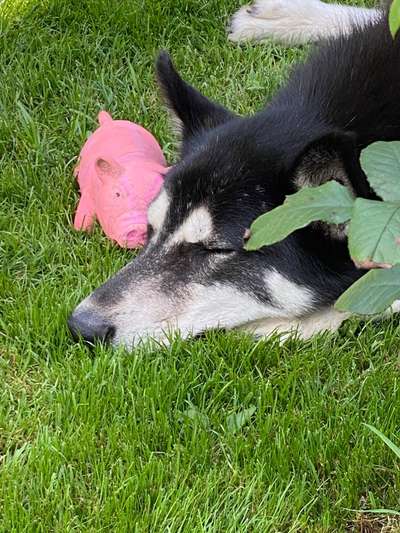 Handy Foto Challange Nr. 46  Happy Dog-Beitrag-Bild