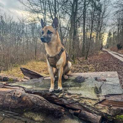 Hundetreffen-Gemeinsame Spaziergänge