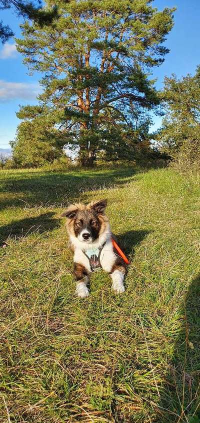 Hundetreffen-Spiel und Gassirunde-Bild