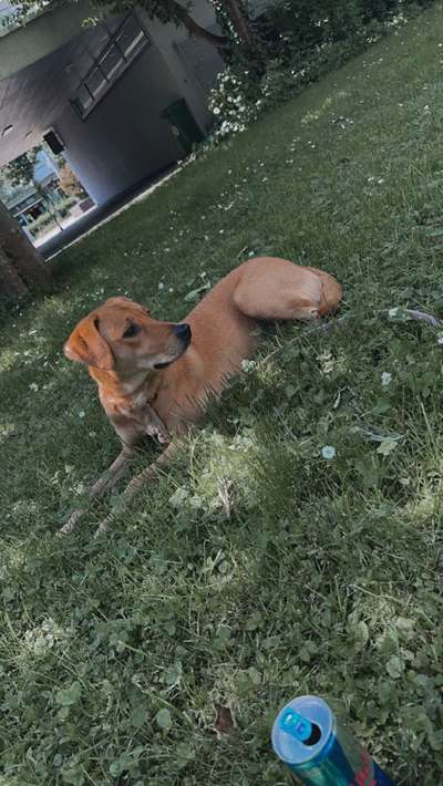 TierschutzhundeStammtisch🐕-Beitrag-Bild