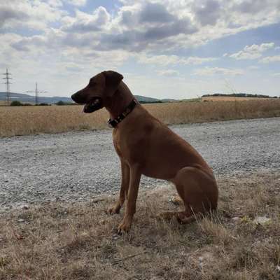 Rhodesian Ridgeback-Beitrag-Bild