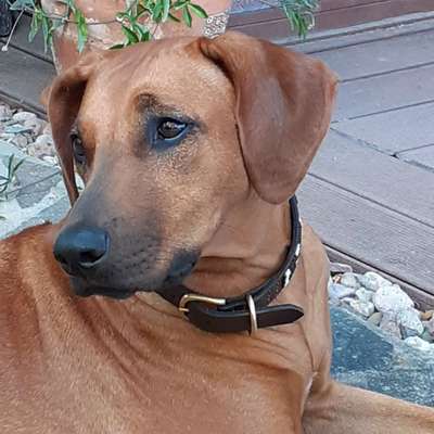 Rhodesian Ridgeback-Beitrag-Bild
