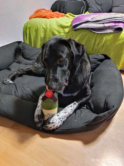 Hundetreffen-Toben und Spielen in der Feldmark-Bild