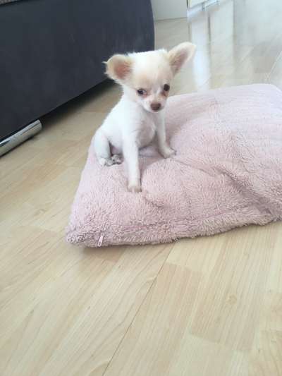 Welpen Bilder !-Beitrag-Bild