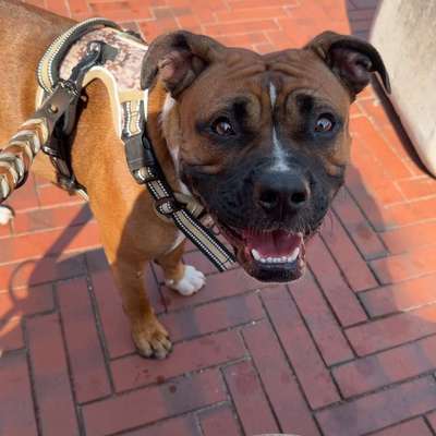 Hundetreffen-Gassirunden & Spieltreff-Bild