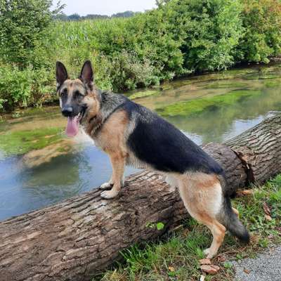 Rassen und ihre Eigenschaften-Beitrag-Bild