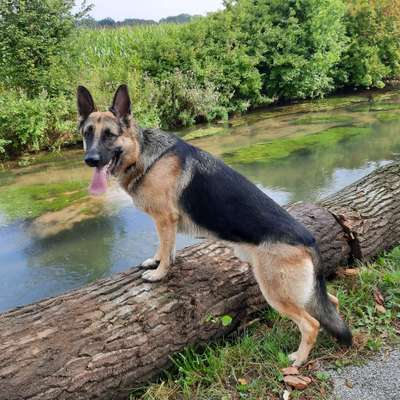 Deutsche Schäferhunde, Belgische Schäferhunde.-Beitrag-Bild