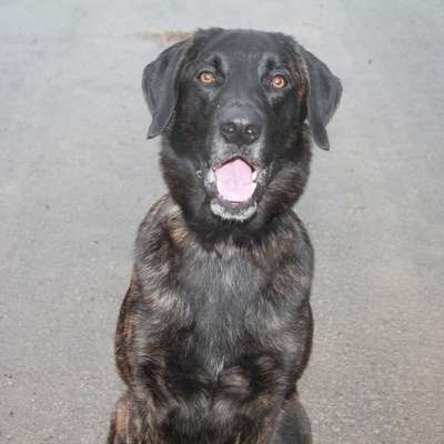 Hundetreffen-Gassirunde-Bild