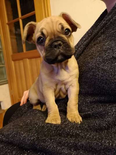 Welpen Bilder !-Beitrag-Bild