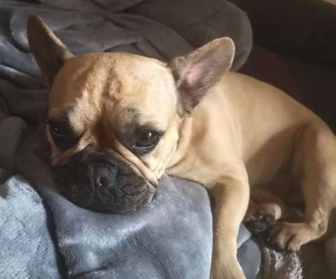 Die Dogorama Kalender Challenge Titelbild-Beitrag-Bild