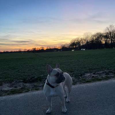 Hundetreffen-Playdate/ geimeinsame Spaziergänge-Bild