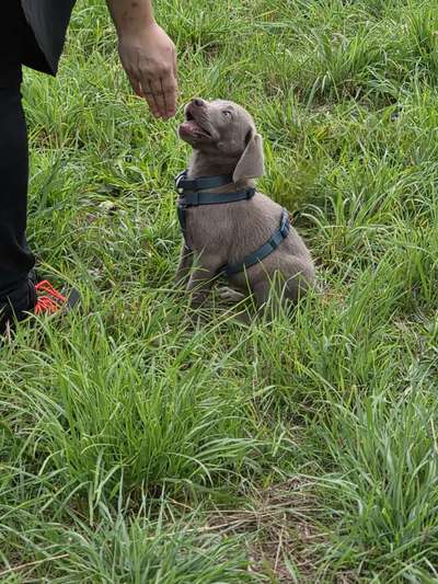Hundetreffen-Welpen runde-Bild