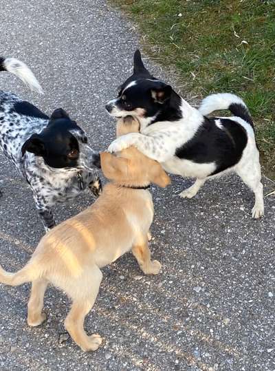 Dogorama Photo Challenge - Die besten Hundebuddys-Beitrag-Bild