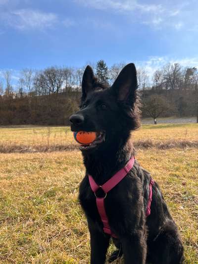 Hundetreffen-Training Hunde Begegnungen-Bild