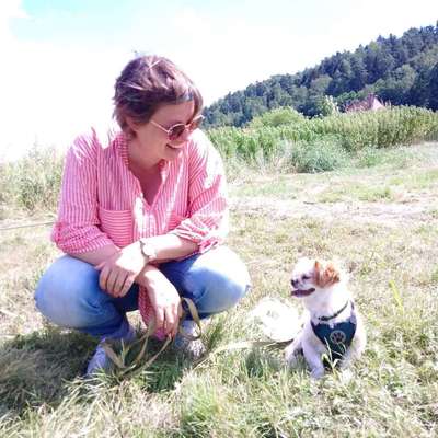 Hundetreffen-Gemütliche Gassirunde-Profilbild