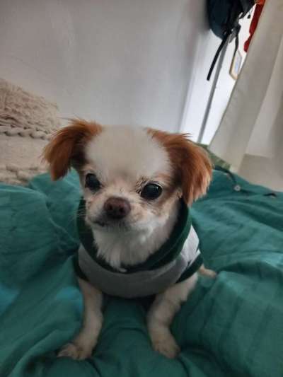 Pekinese/Pekingese-Beitrag-Bild