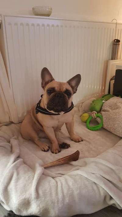 Französische Bulldoggen-Beitrag-Bild