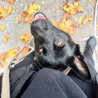 Hundetreffen-Social Walk 🐾-Bild