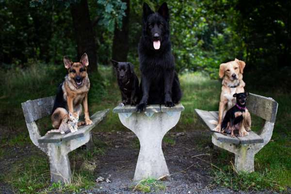 Reisen mit Hund – Eure Erfahrungen und Tipps! 🐾☀️-Beitrag-Bild