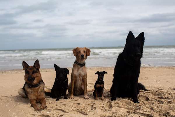 Wie kamst du zu deinem Hund?-Beitrag-Bild