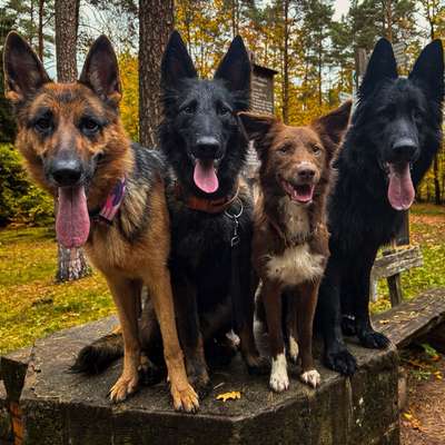 Hundetreffen-Gemeinsamer Spaziergang 🐺-Bild