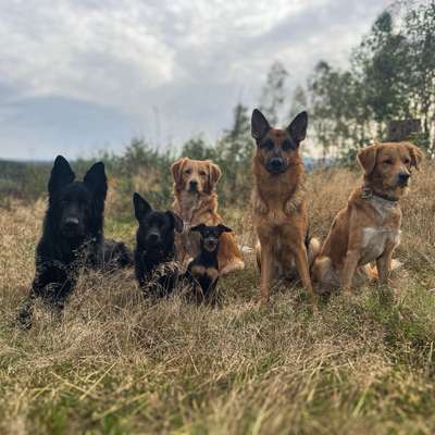 Hundetreffen-Reisebuddy gesucht 🐾-Bild