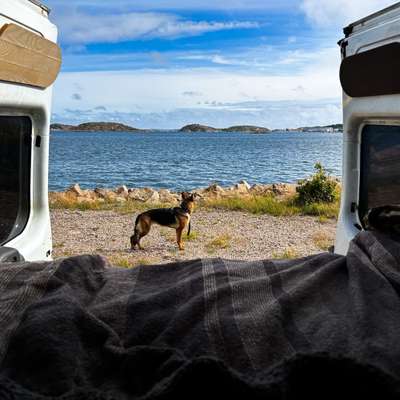 Hundetreffen-Reisebuddy gesucht 🐾-Bild