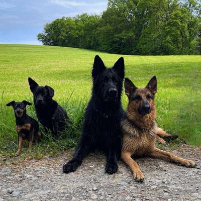 Hundetreffen-Kurztrips mit Hund-Bild