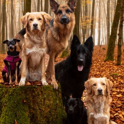 Hundetreffen-Spaziergang mit dem Pack🐺-Bild