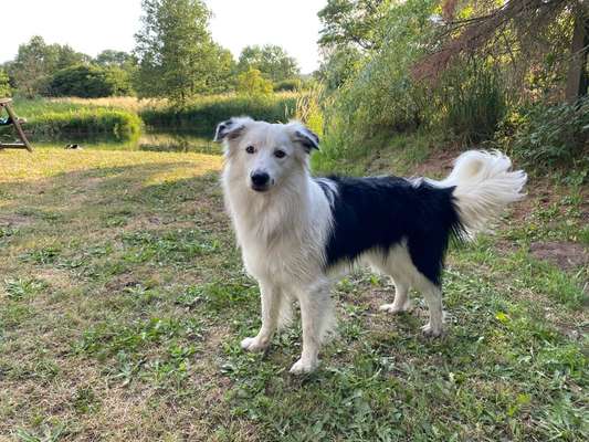Gibt's hier noch mehr Border Collies???-Beitrag-Bild