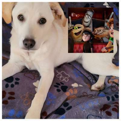 Wie heißt dein Hund?-Beitrag-Bild