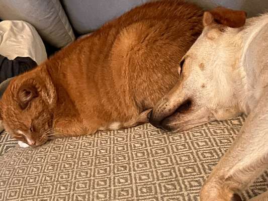 Welpe kommt zu Kater-Beitrag-Bild