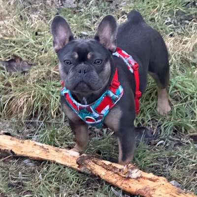 Hundetreffen-Gassi und spielen-Bild