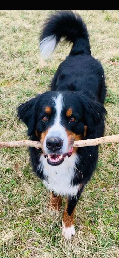 Berner Sennen-Beitrag-Bild