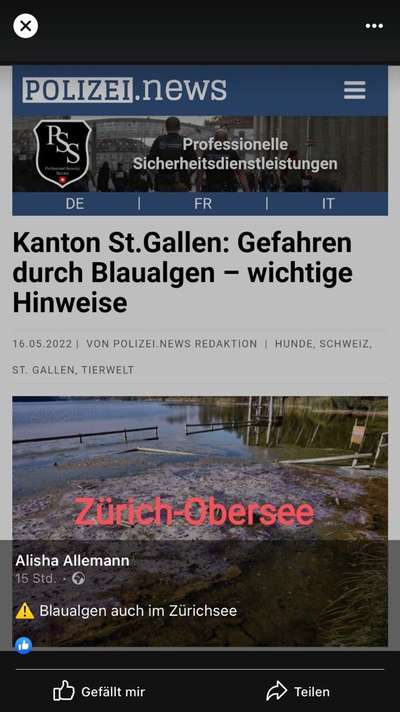 Giftköder-Blaualgen am Obersee-Bild