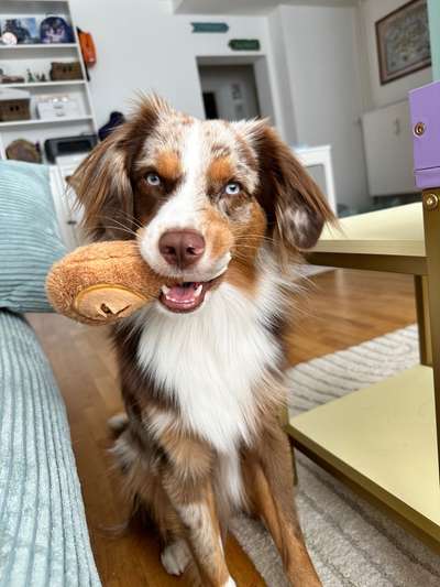 Hundetreffen-Hunde Kontakte, Training, Austausch-Bild