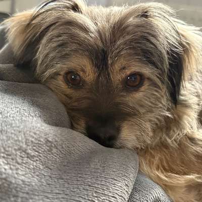Hundetreffen-Wir suchen Leute und Fellnasen zum gemeinsamen BZ spazieren gehen :)-Bild