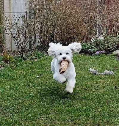 Die Dogorama Monats Challenge "Es grünt und blüht"-Beitrag-Bild